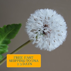 fluffy Dandelion  for home decor Cold Porcelain Flowers Botanical sculpture Artificial Dandelion