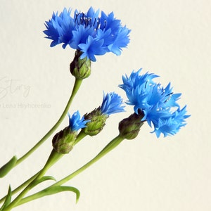 Artificial Cornflower, Cold porcelain flower, Wild flower bouquet