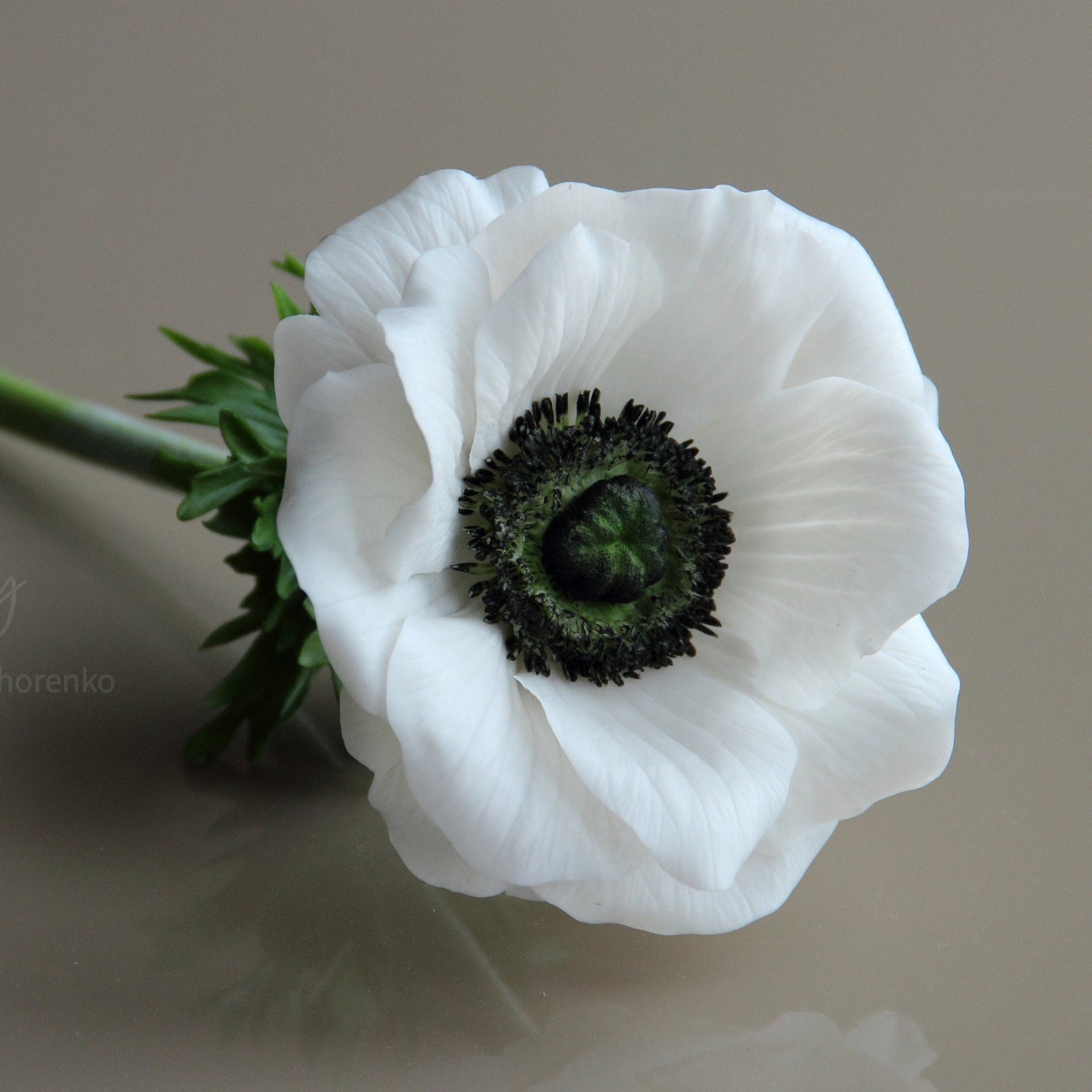 白いアネモネ、冷たい磁器の花、植物彫刻人工アネモネ - Etsy 日本