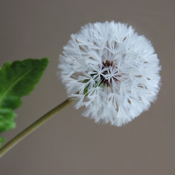 Real touch fluffy Dandelion  for home decor Cold Porcelain Flowers Botanical sculpture Artificial Dandelion