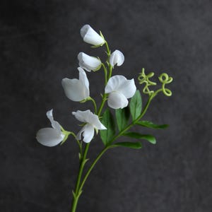 May include: A sprig of white sweet pea flowers with green leaves and tendrils against a dark gray background. The delicate petals are fully open or in bud form. The stem is a vibrant green, and the overall composition is a study in contrasts.