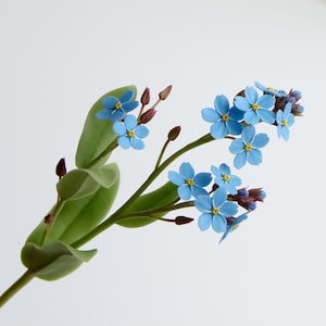 Puede incluir: Una rama de flores de nomeolvides con pétalos azules y centros amarillos. Las flores están dispuestas en un tallo con hojas verdes.