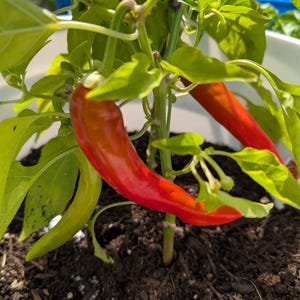 May include: A close-up of a chili pepper plant with vibrant red and green peppers. The peppers are long and slender, with a glossy surface. The plant has lush green leaves and is growing in dark soil.