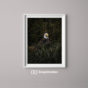 Stampa dell&#39;aquila calva dell&#39;Alaska – Fotografia naturalistica dell&#39;isola di Amaknak