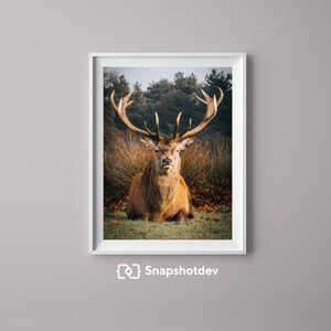 Hirsch im Herbst Print – Natur Fotografie Wildtier Poster