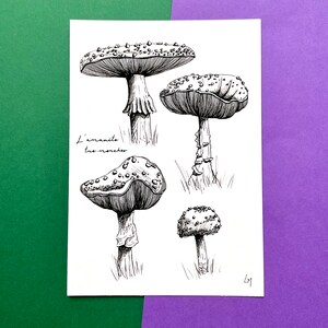Amanite tue-mouches, étude - Illustration A6