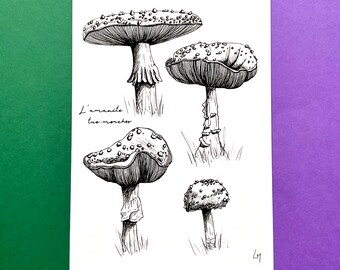 Fly agaric, study - Illustration A6