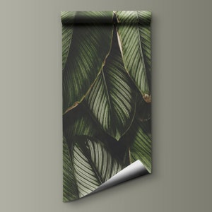 May include: A roll of wallpaper featuring a dense, overlapping pattern of large, dark green tropical leaves with prominent white veins. The design displays a deep color palette with shadows and highlights, and the bottom right corner is curled upward.