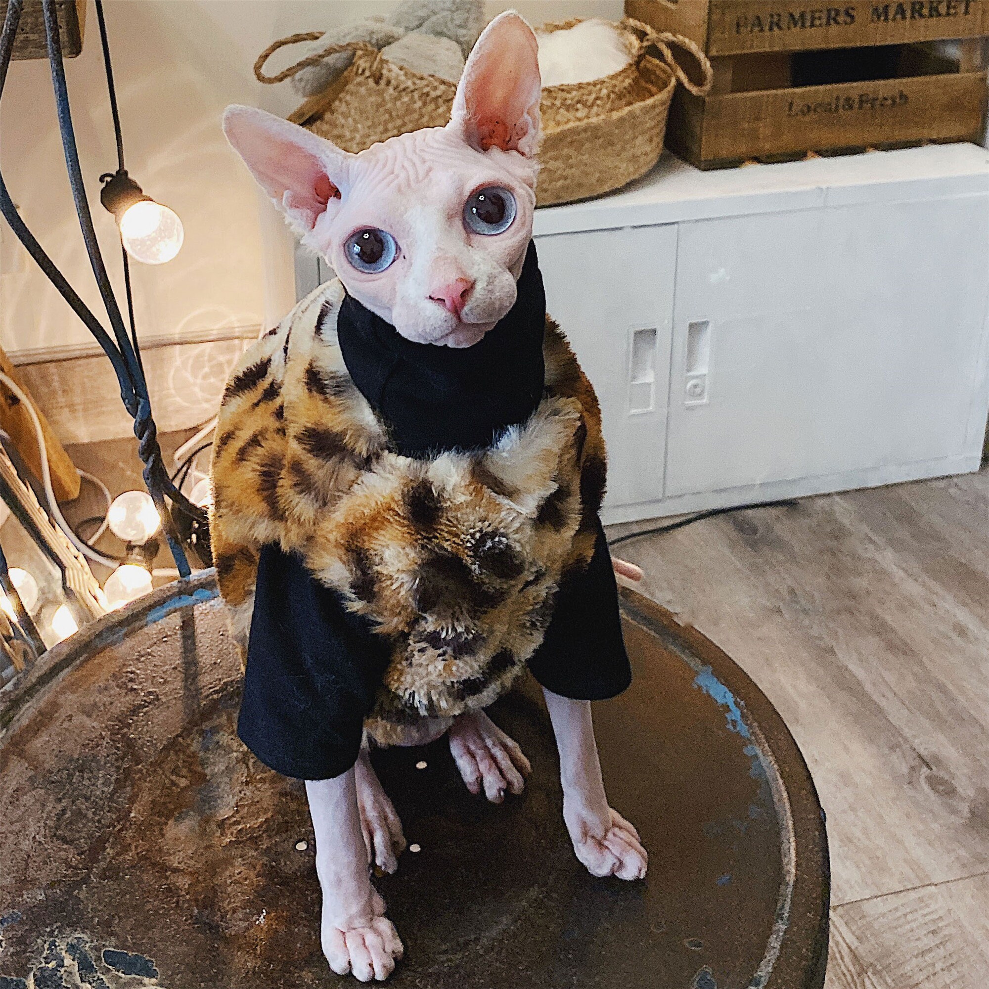 Hairless Cat Clothes Clothing Vest Winter Warm Mink Leopard Etsy