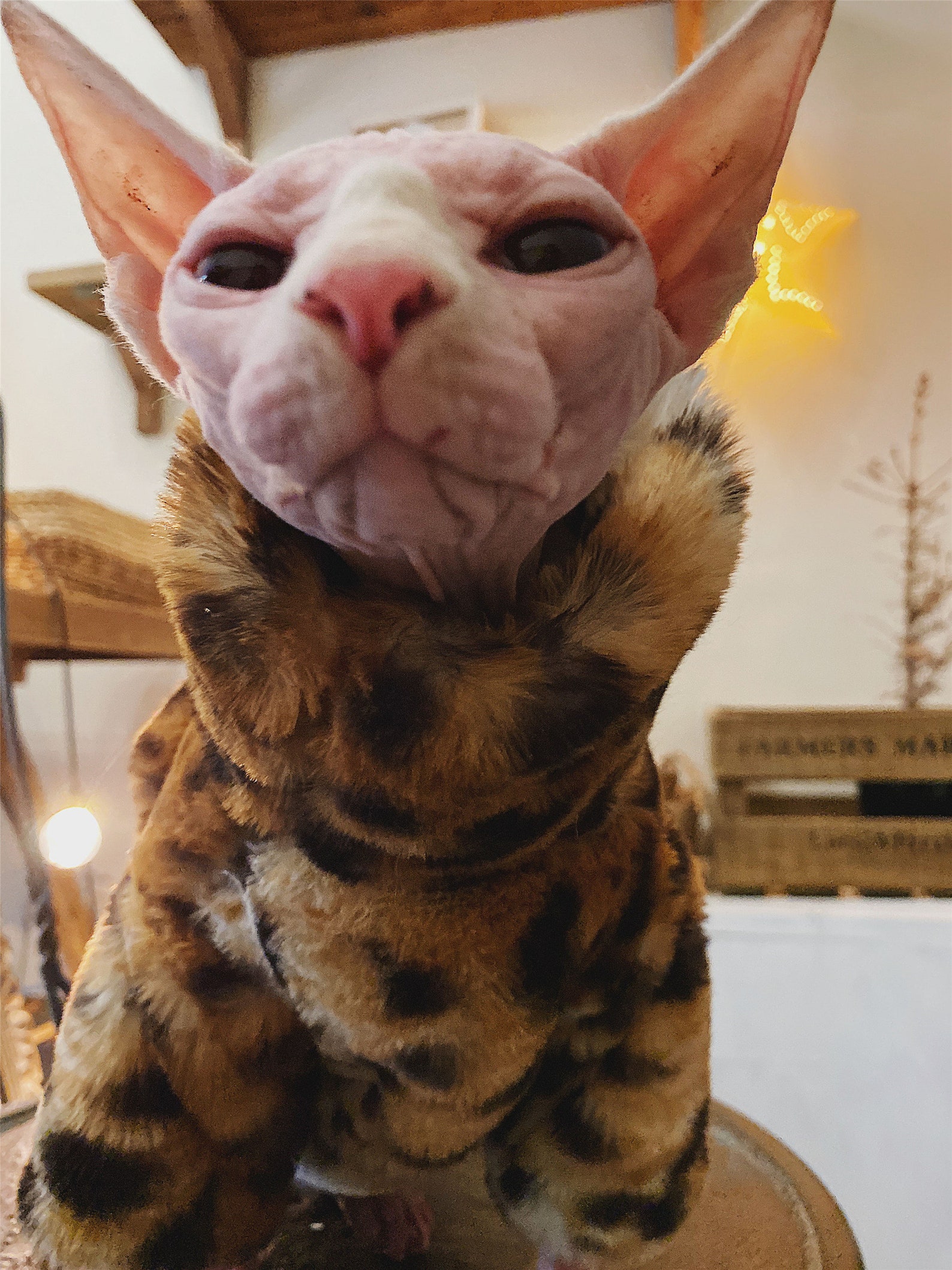 Hairless Cat Clothes Clothing Vest Winter Warm Mink Leopard Etsy