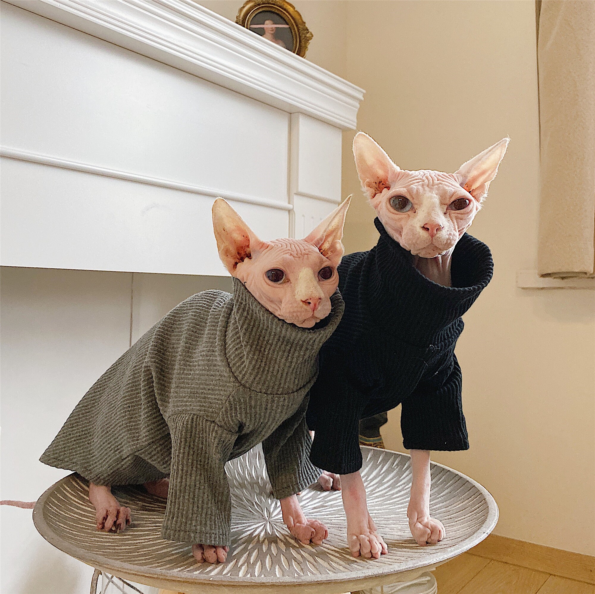 A Monster In Cat Clothing Hairless Cat Clothing Cat Clothes Winter Thick Cotton | Etsy