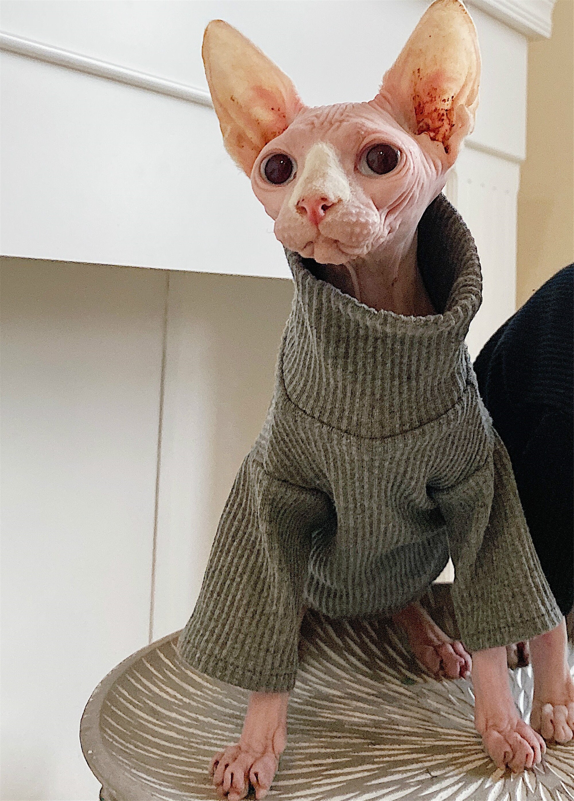 A Monster In Cat Clothing Hairless Cat Clothing Cat Clothes Winter Thick Cotton | Etsy