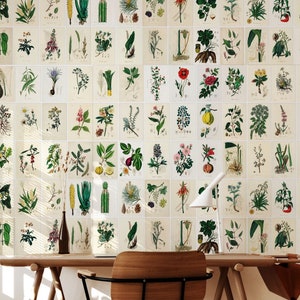 100 Printable Botanical ILLUSTRATIONS Wall Collage Kit, Vintage Botanical Study Illustrations, Wall Art Digital Prints INSTANT DOWNLOAD
