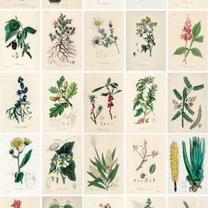 May include: A vintage botanical illustration collection featuring various plants and flowers. The illustrations are in a detailed, realistic style with delicate lines and vibrant colors. The plants are labeled with their scientific names.