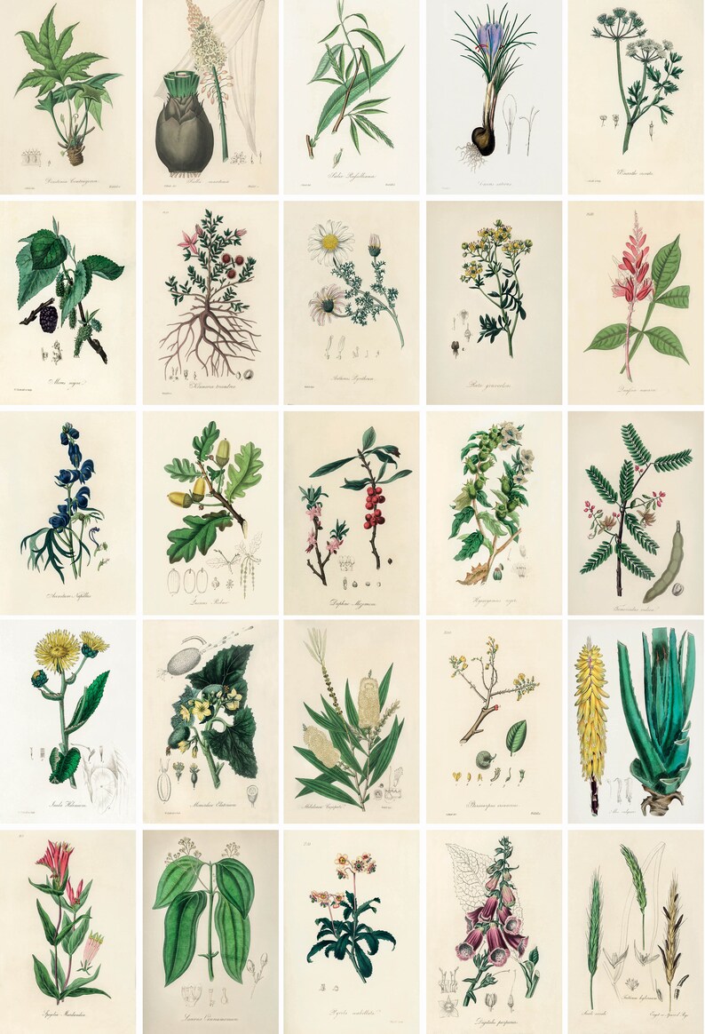 May include: A vintage botanical illustration collection featuring various plants and flowers. The illustrations are in a detailed, realistic style with delicate lines and vibrant colors. The plants are labeled with their scientific names.