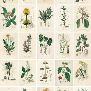May include: A vintage botanical illustration collection featuring various plants and flowers. The illustrations are in a detailed, realistic style with vibrant colors. Each illustration includes the scientific name of the plant.