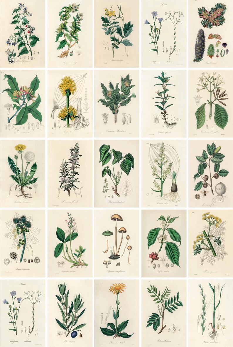 100 Printable Botanical ILLUSTRATIONS Wall Collage Kit - Etsy