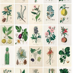 May include: A collection of 25 vintage botanical illustrations featuring various plants and flowers. The illustrations are in a detailed, realistic style with vibrant colors. Each illustration includes the scientific name of the plant.