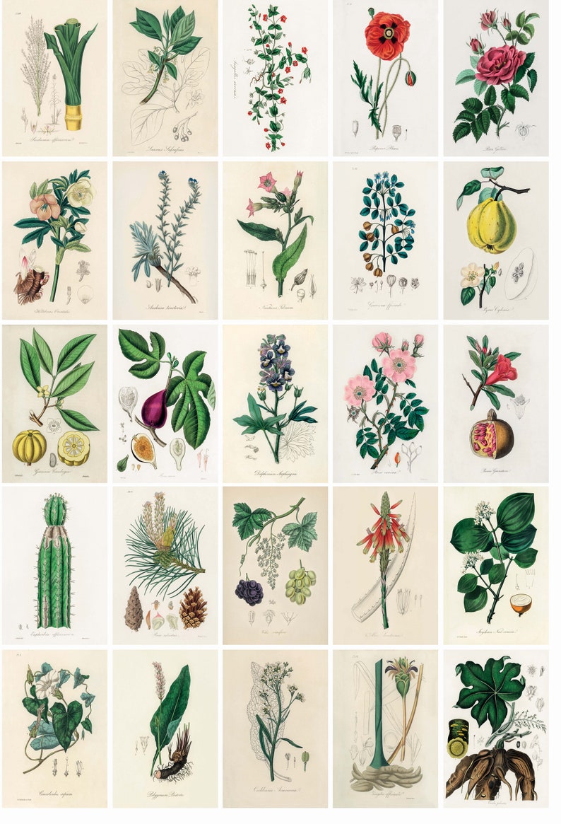 May include: A collection of 25 vintage botanical illustrations featuring various plants and flowers. The illustrations are in a detailed, realistic style with vibrant colors. Each illustration includes the scientific name of the plant.
