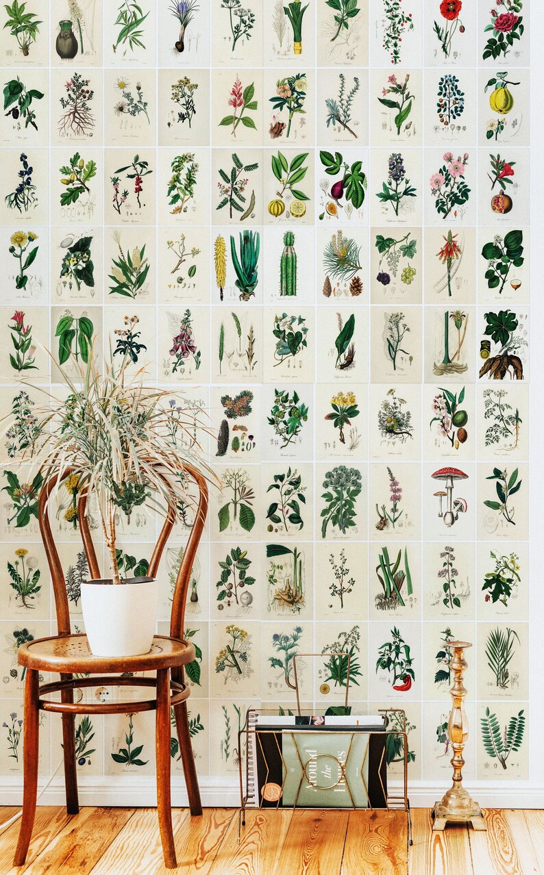May include: A vintage botanical print wallpaper featuring illustrations of various plants and flowers. The wallpaper is displayed in a room with a wooden chair, a potted plant, and a gold metal magazine rack.