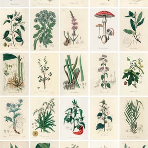 May include: A vintage botanical illustration collection featuring various plants and flowers. The illustrations are hand-drawn and colored, showcasing intricate details of each species. The illustrations are arranged in a grid format, with each illustration labeled with its scientific name.