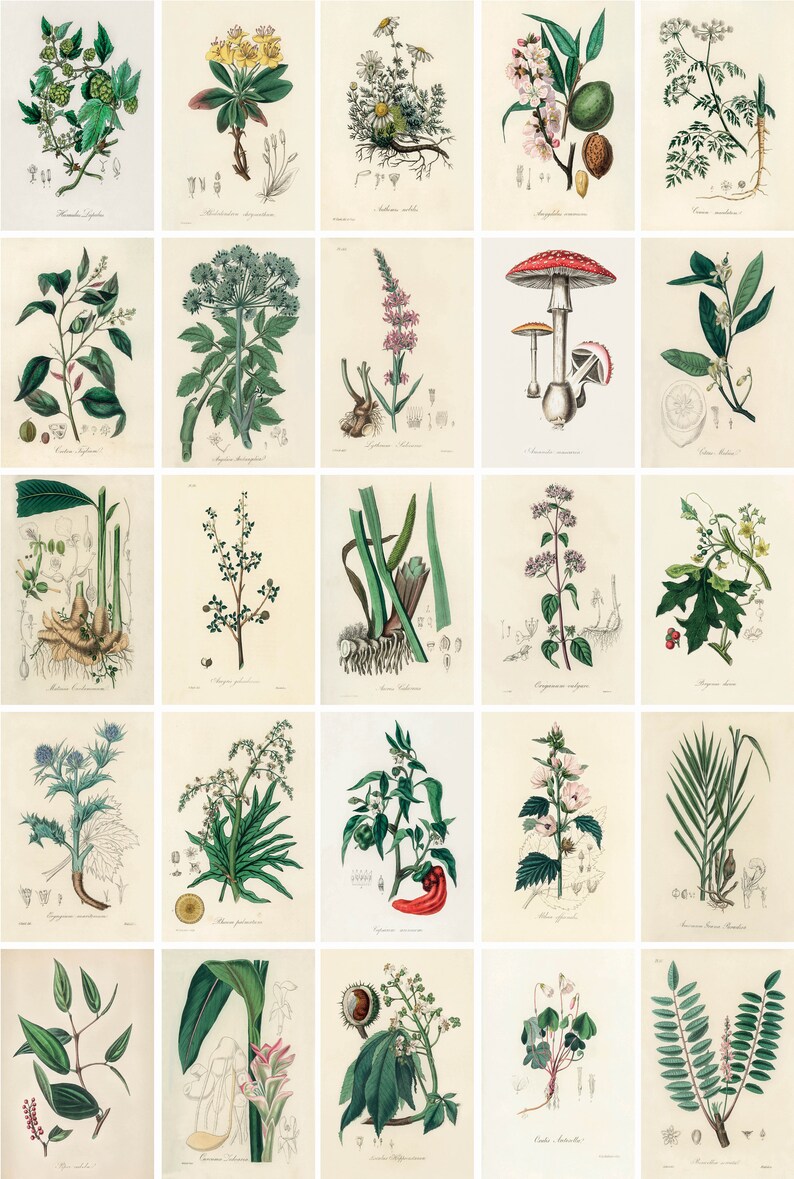May include: A vintage botanical illustration collection featuring various plants and flowers. The illustrations are hand-drawn and colored, showcasing intricate details of each species. The illustrations are arranged in a grid format, with each illustration labeled with its scientific name.