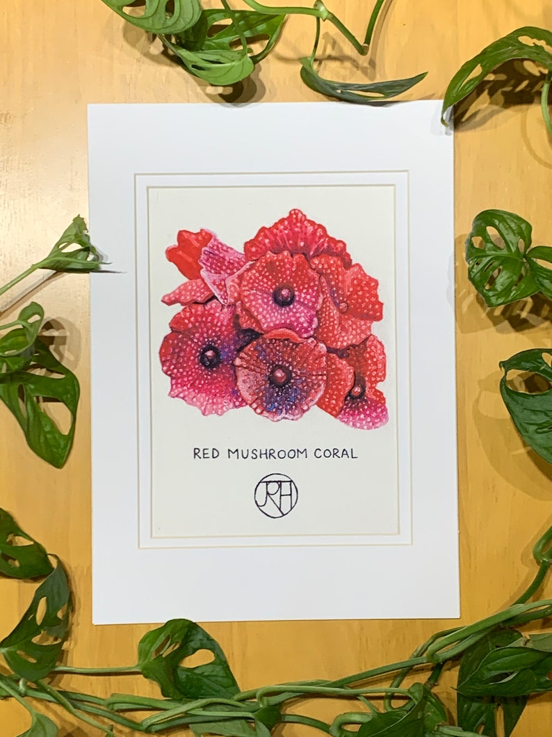 Mounted Print A4 Red Mushroom Coral