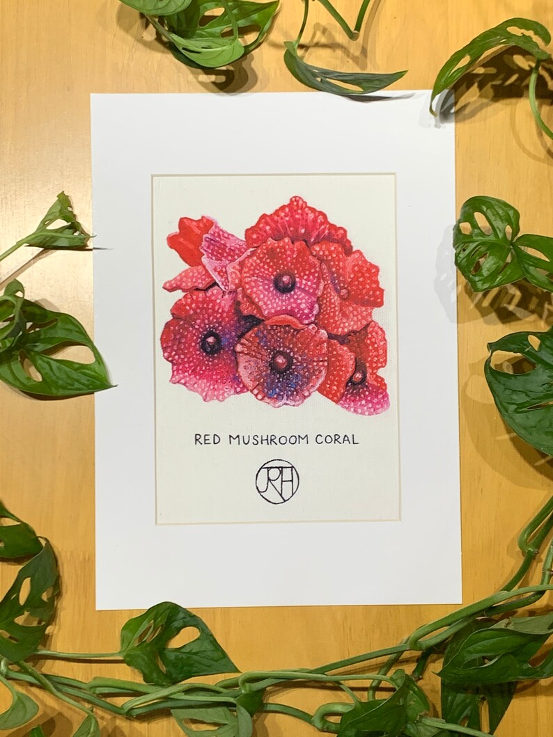 Mounted Print A4 Red Mushroom Coral