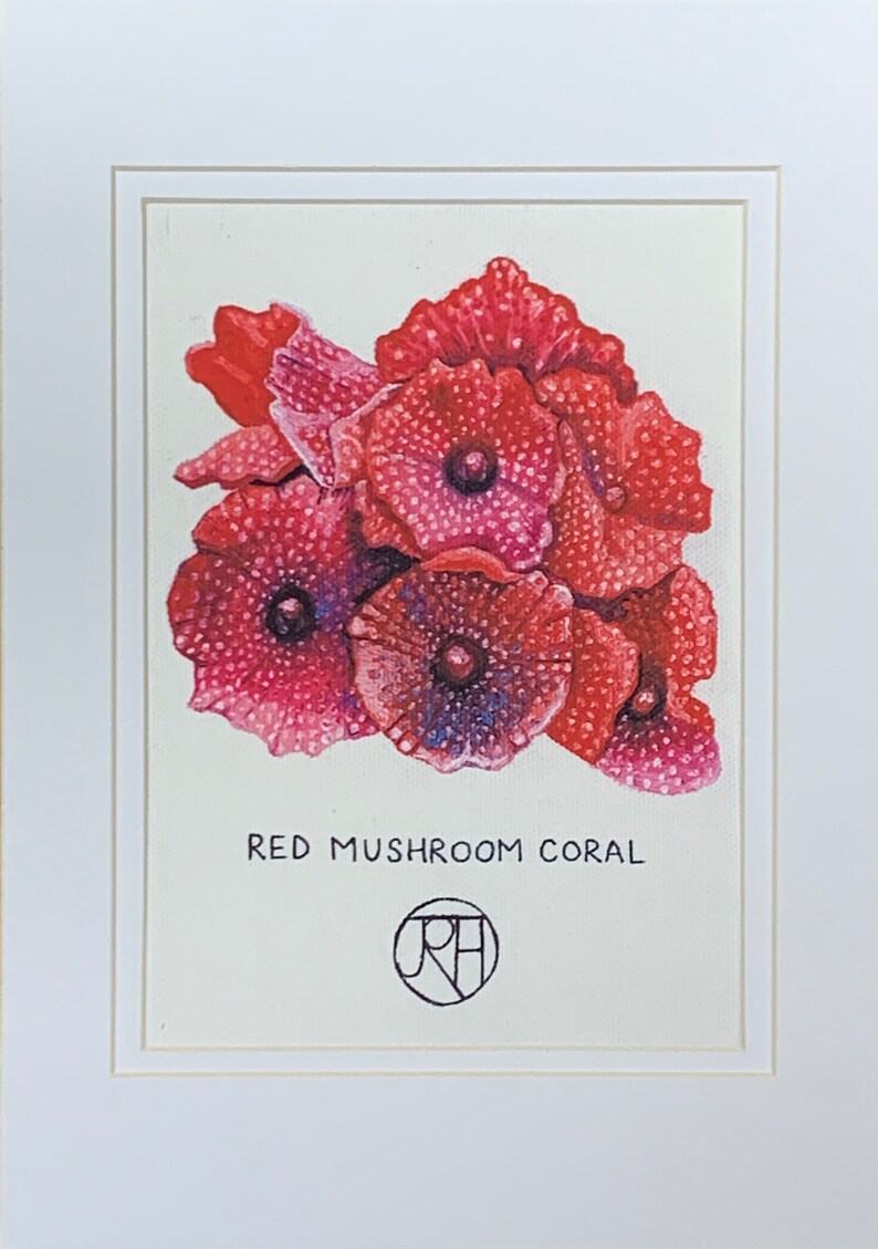Mounted Print A4 Red Mushroom Coral