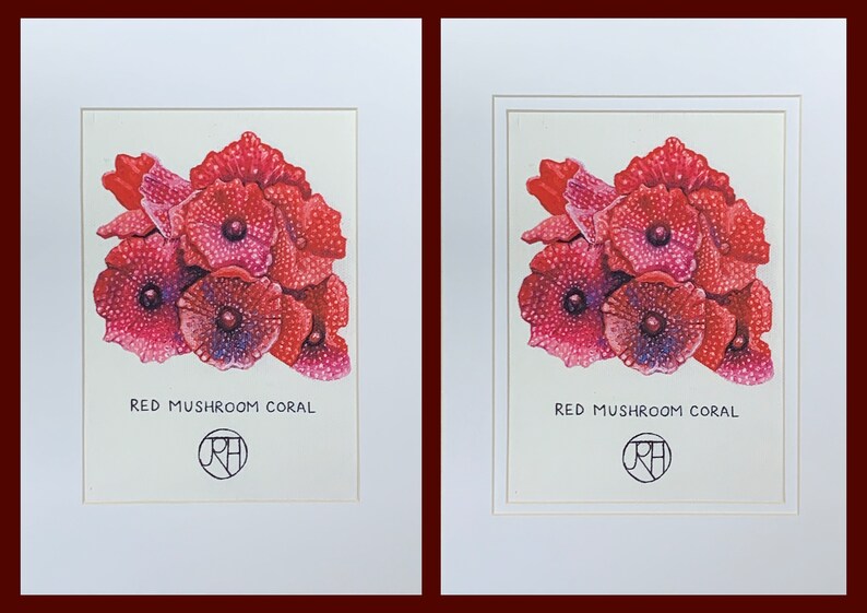 Mounted Print A4 Red Mushroom Coral