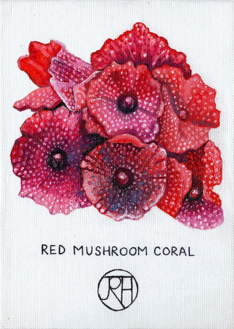 Mounted Print A4 Red Mushroom Coral
