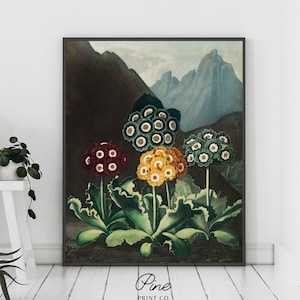 Flower Print, Vintage Floral, Butterfly Print, Floral Wall Art, Vintage Botanical, Auriculas Flower, Floral Painting, Robert John Thornton