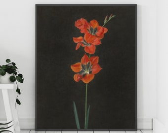 Red Flower Print, Flower Painting, Black Background Flower, Red Flower Painting, Vintage Flower, Flower Poster, Vintage Botanical, Plant Art