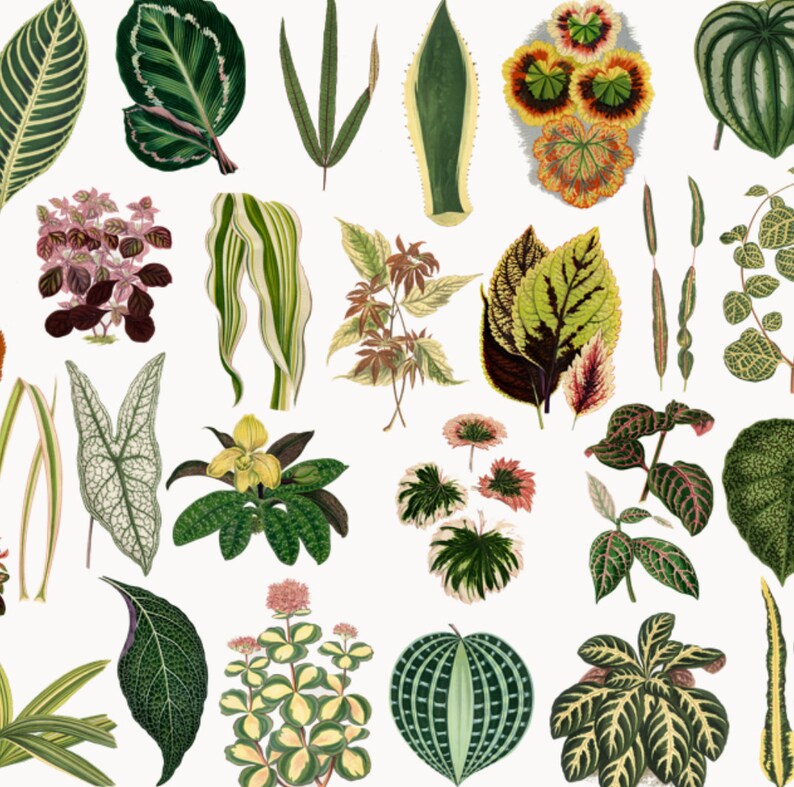May include: A collection of 20 different types of leaves and plants, including green, red, yellow, and brown leaves. The leaves are arranged in a random pattern on a white background.