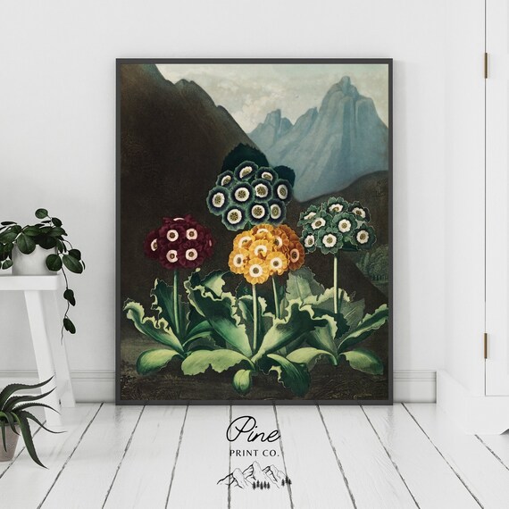 Flower Print, Vintage Floral, Butterfly Print, Floral Wall Art, Vintage Botanical, Auriculas Flower, Floral Painting, Robert John Thornton