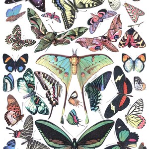 May include: A collection of colorful butterflies and moths with intricate patterns and vibrant colors. The insects are arranged in a symmetrical pattern on a white background.