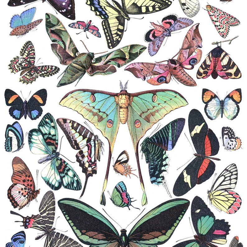 May include: A collection of colorful butterflies and moths with intricate patterns and vibrant colors. The insects are arranged in a symmetrical pattern on a white background.