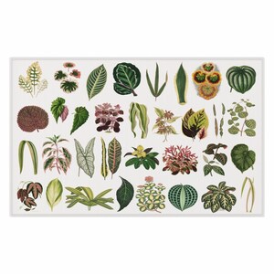 May include: A collection of 36 different types of leaves, each with unique shapes, colours, and patterns. The leaves are arranged in a grid pattern on a white background.