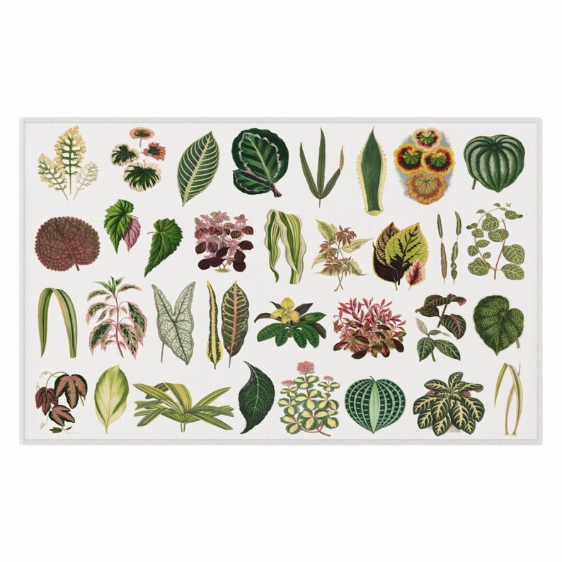 May include: A collection of 36 different types of leaves, each with unique shapes, colours, and patterns. The leaves are arranged in a grid pattern on a white background.