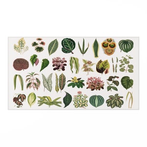 May include: A collection of 36 different green, brown, red, and yellow leaves, illustrated in a vintage style.