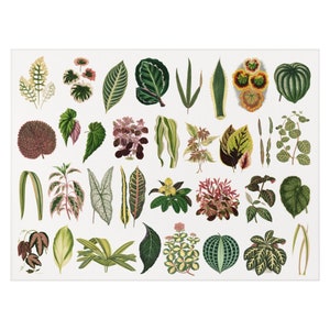 May include: A collection of 36 illustrations of various green, red, and yellow leaves. The leaves are arranged in a grid pattern on a white background.