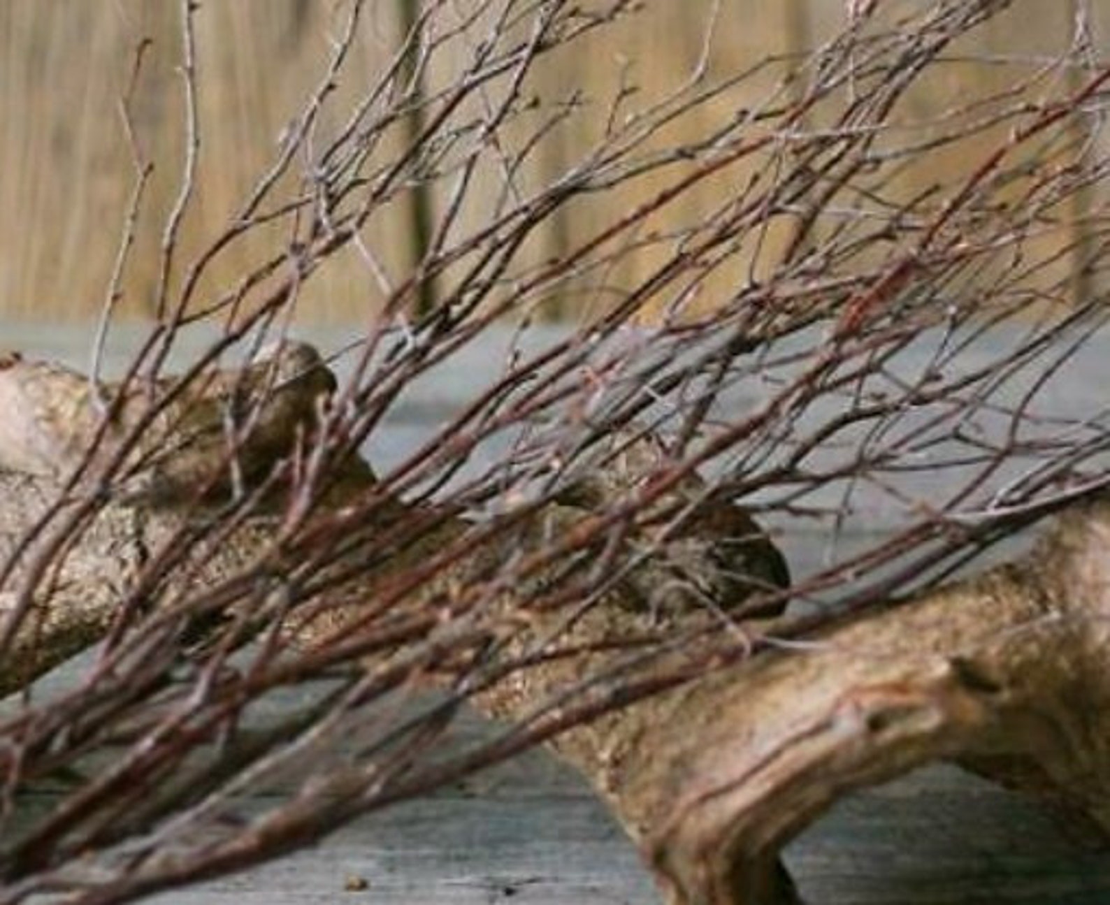 Birch twigs home decor twigs for vase brown twigs dried Etsy