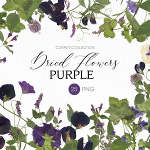 Fleurs violettes séchées PNG clipart. Fleurs et plantes assorties pressées. Autocollants d’herbier numériques. Clipart botanique