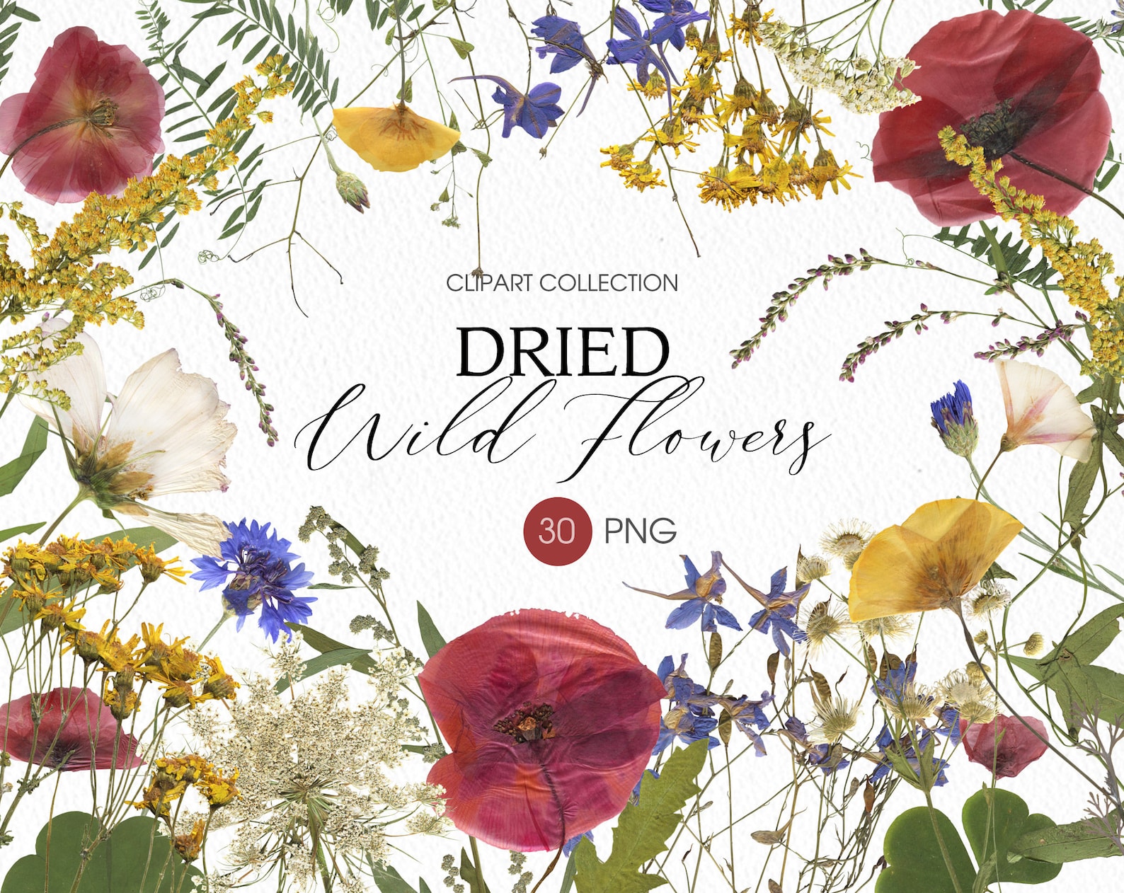 Dried Wild Flowers PNG Clipart. Pressed Assorted Flowers and | Etsy