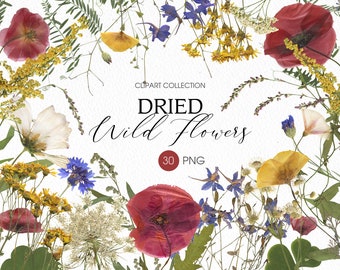 May include: A collection of dried wildflowers in various colors, including red poppies, yellow blooms, and blue cornflowers, arranged on a white background. The text "DRIED Wild Flowers" is displayed in elegant script, with "30 PNG" below.