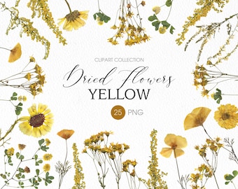 May include: A collection of 25 dried yellow flowers, including sunflowers, daisies, and other wildflowers.  The flowers are arranged on a white background.  The text "Dried Flowers Yellow" and "25 PNG" is included in the image.