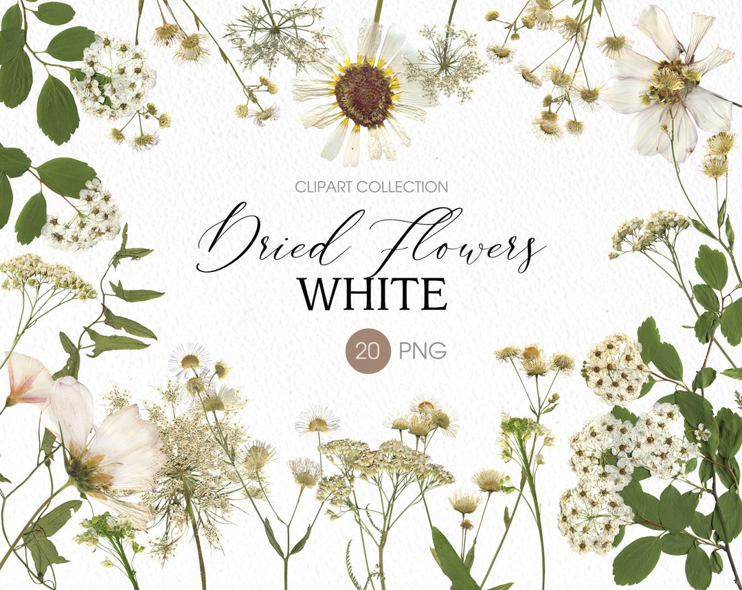 White dried flowers PNG clipart. Pressed assorted flowers and plants. Digital herbarium. Nature wedding clipart