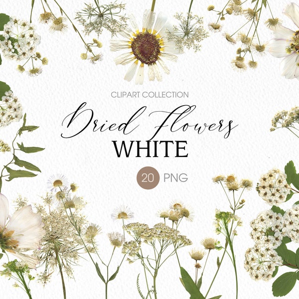 White dried flowers PNG clipart. Pressed assorted flowers and plants. Digital herbarium. Nature wedding clipart