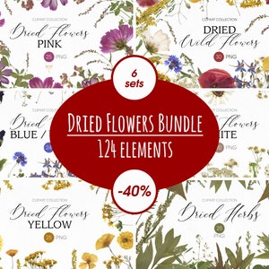 Lot de fleurs séchées PNG, clipart de fleurs et de plantes assorties à la vente. Herbier numérique. Clipart botanique