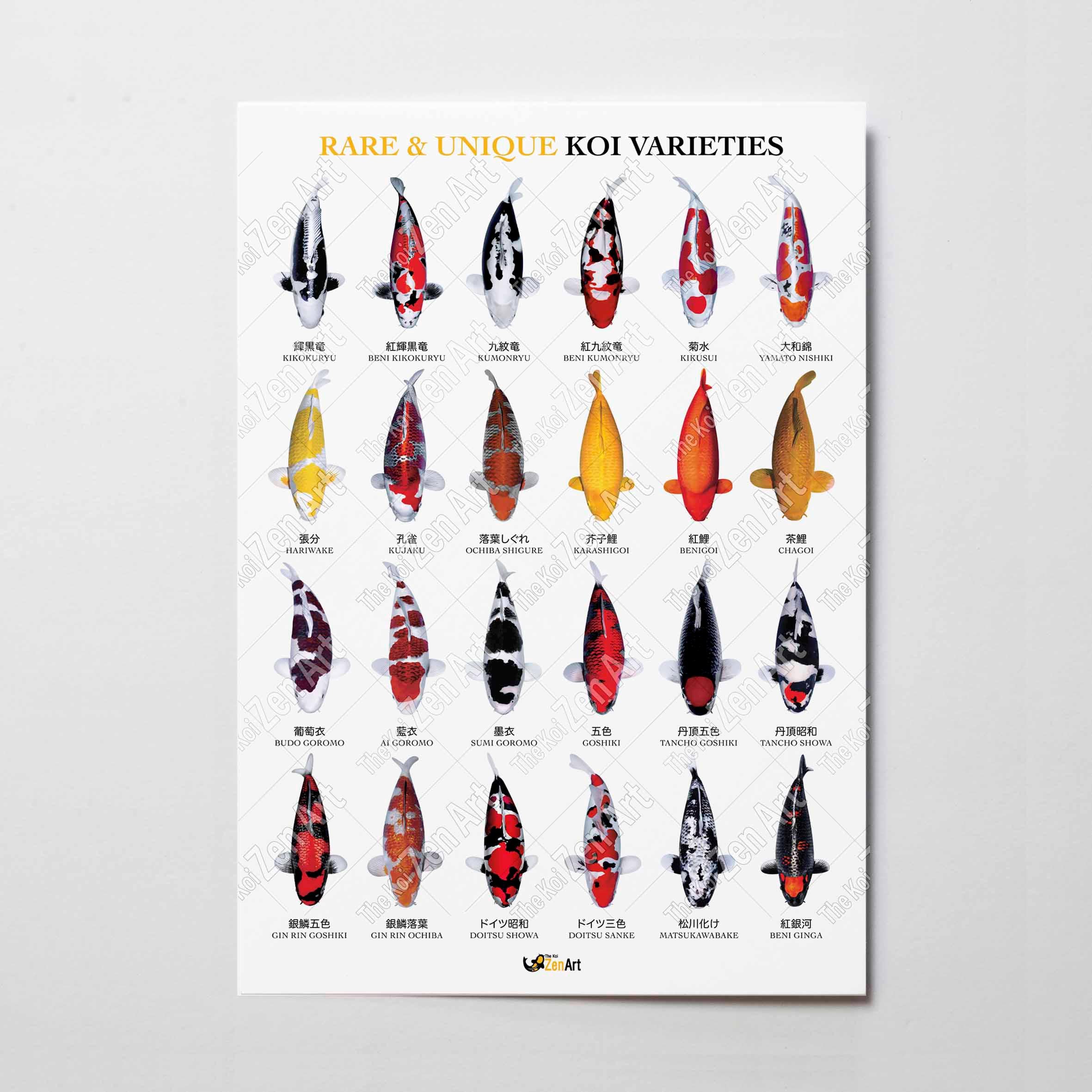 Digital Download | Rare Koi Varieties Poster, Nishikigoi Chart ...